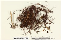 藏品(小金髮苔屬)的圖片